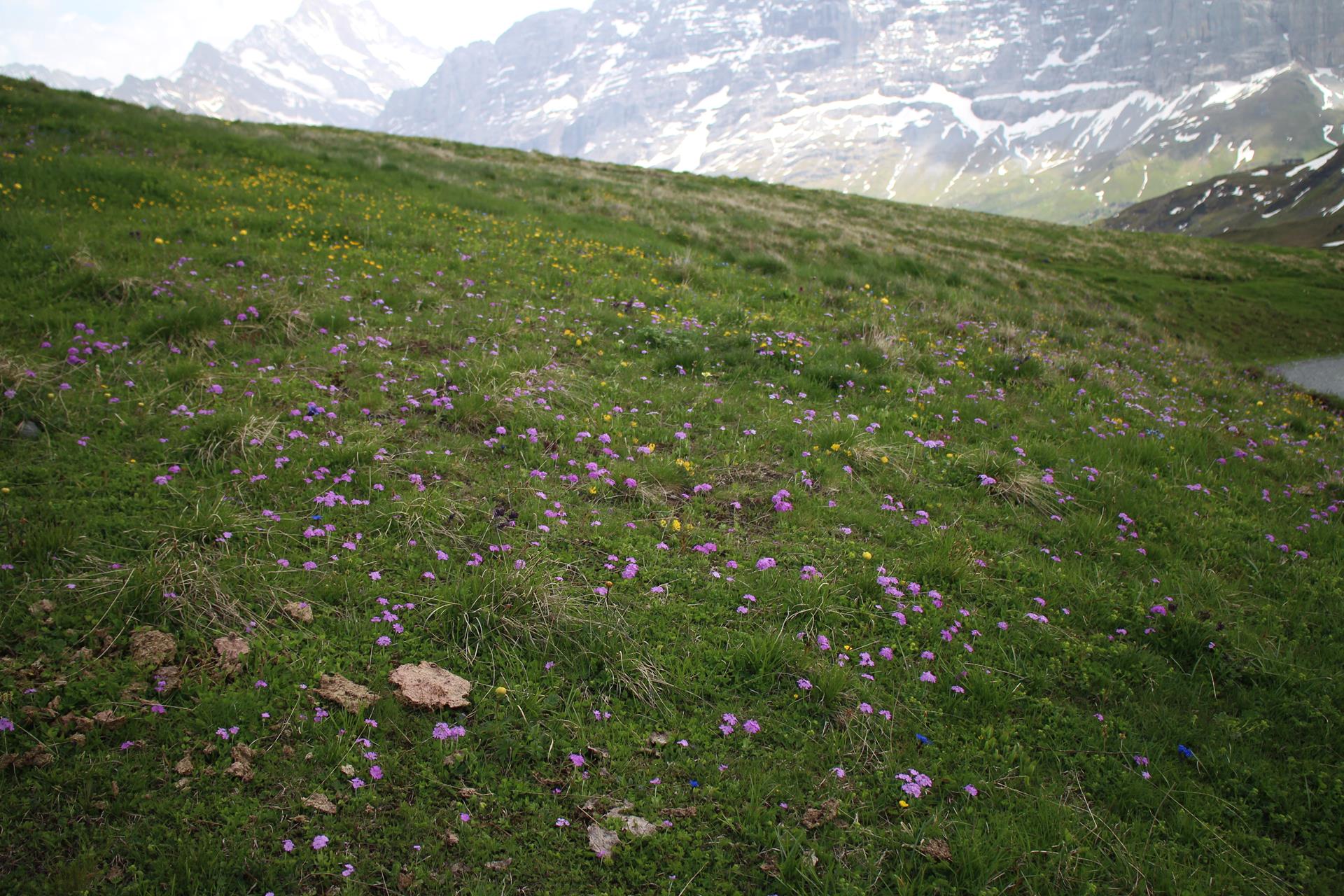 2022-06-05_Kreismusiktag_Wengen_077