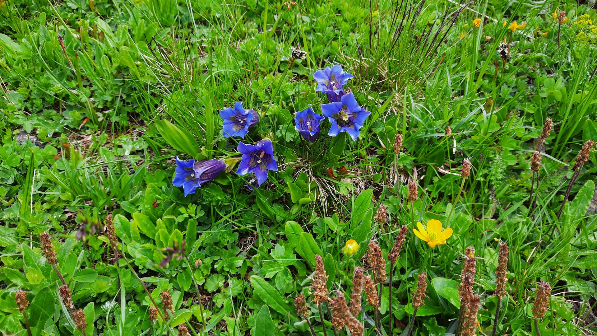 2022-06-05_Kreismusiktag_Wengen_313
